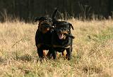 ROTTWEILER 659